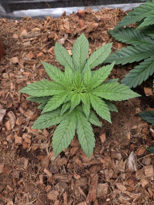 Blackberry auto. Week 3