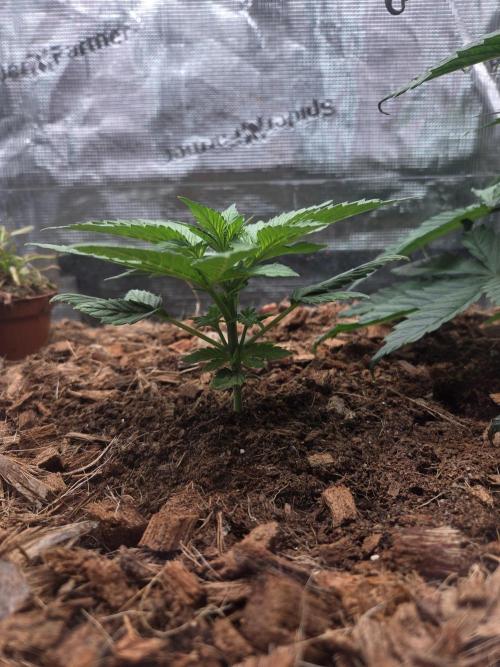 Blackberry auto. Week 3