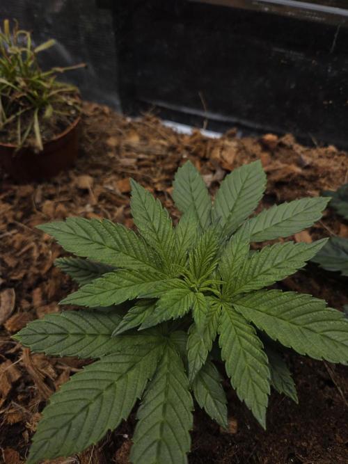 Blackberry auto. Week 3