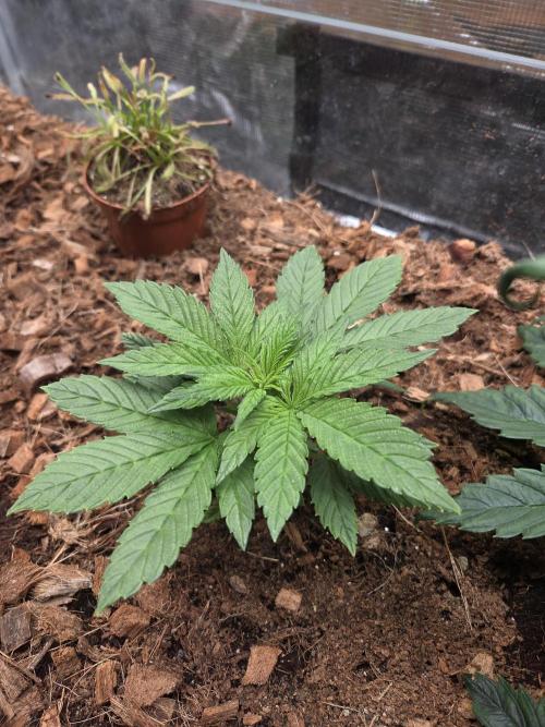 Blackberry auto. Week 3