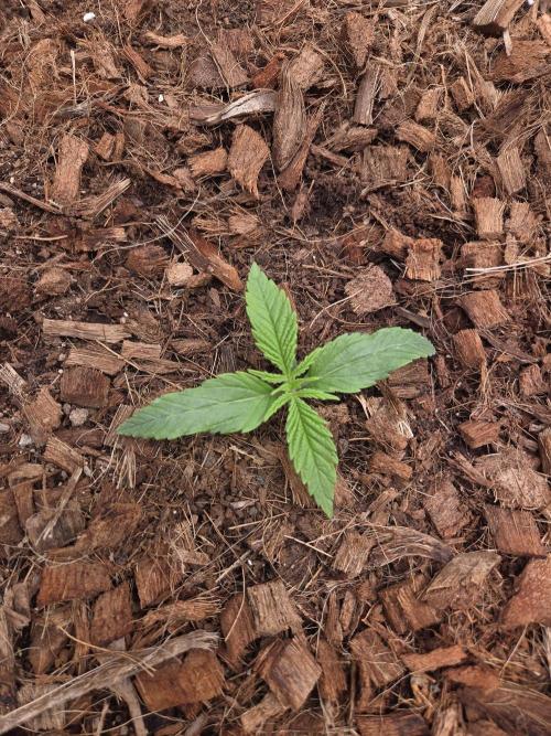 King's Juice fem. Week 2