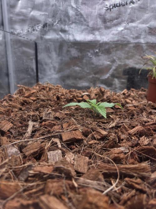 King's Juice fem. Week 2