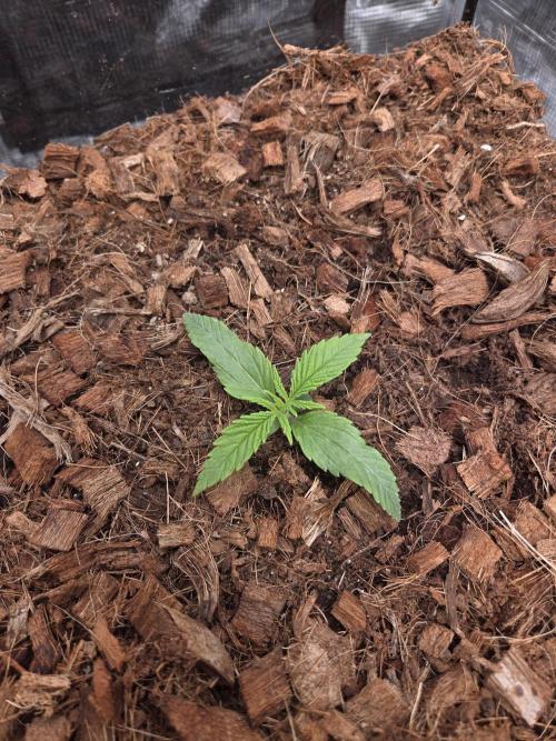 King's Juice fem. Week 2