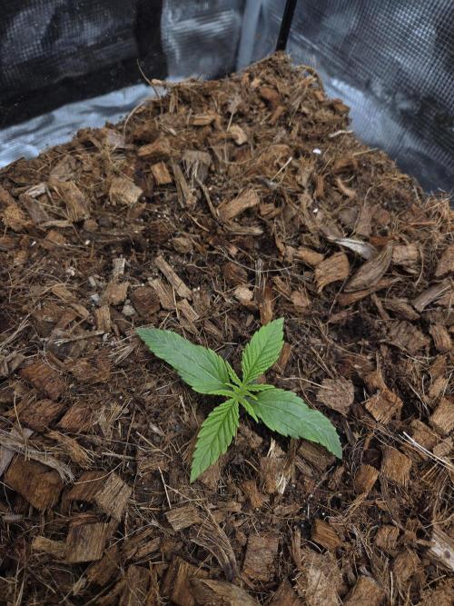 King's Juice fem. Week 2