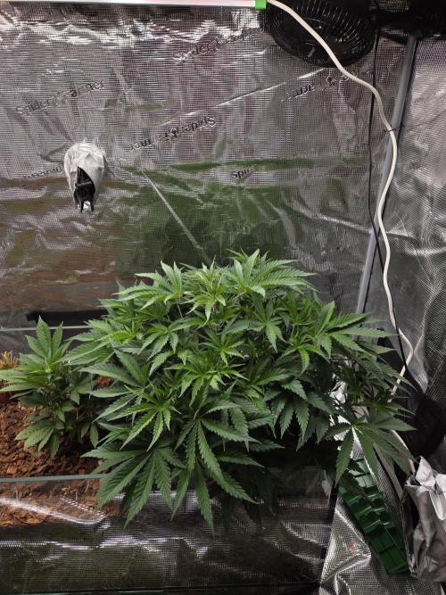 Blackberry auto × Hindu kush cros. Week 6