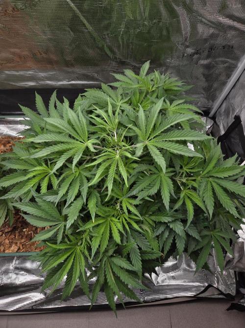Blackberry auto × Hindu kush cros. Week 6