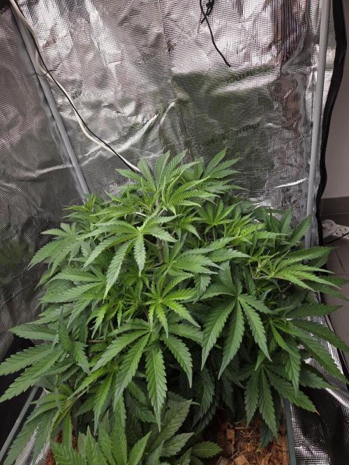 Blackberry auto × Hindu kush cros. Week 6
