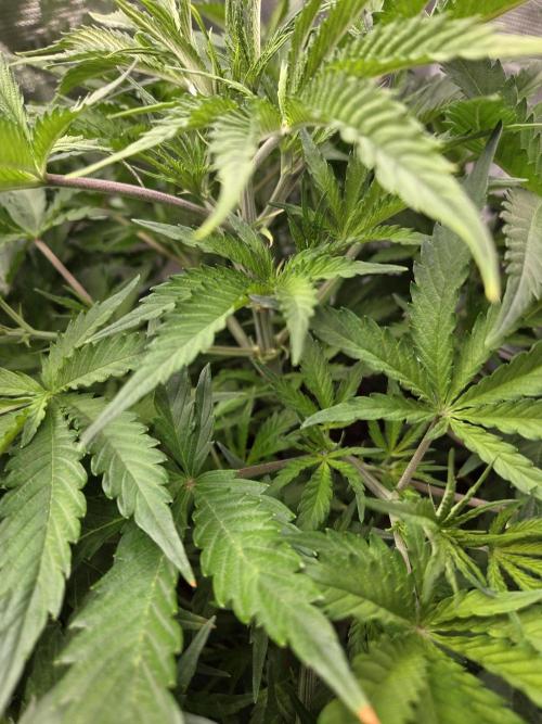 Blackberry auto × Hindu kush cros. Week 6