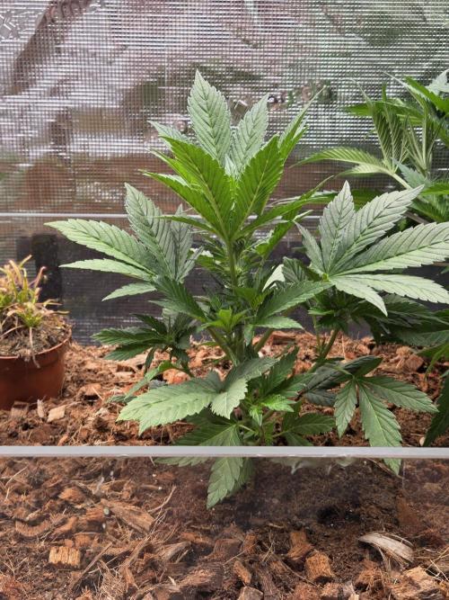 Blackberry auto. Week 4