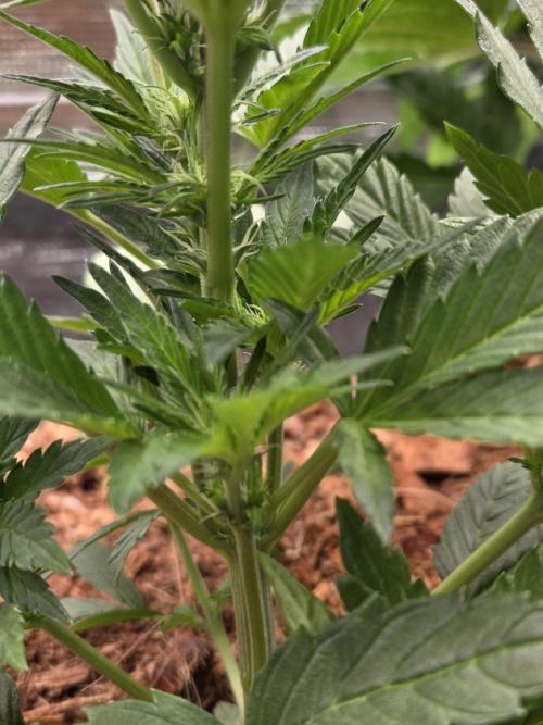 Blackberry auto. Week 4