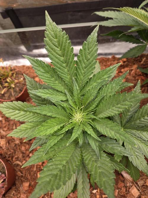 Blackberry auto. Week 4