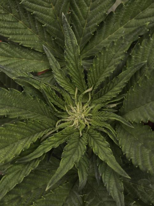 Blackberry auto. Week 4