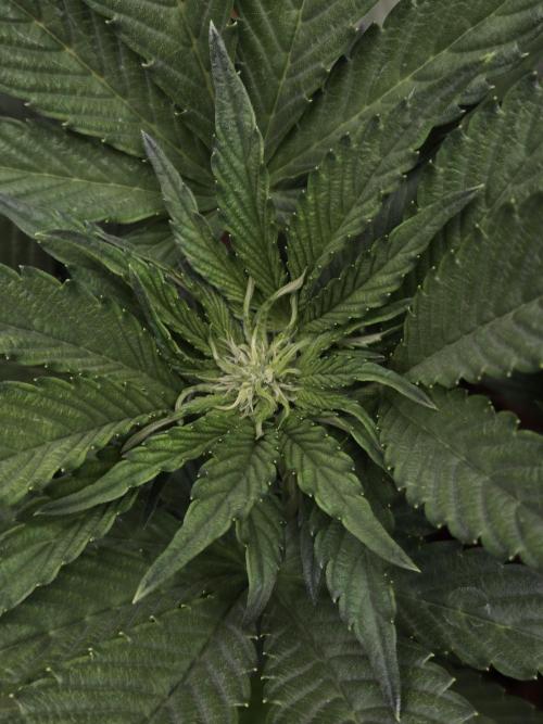 Blackberry auto. Week 4