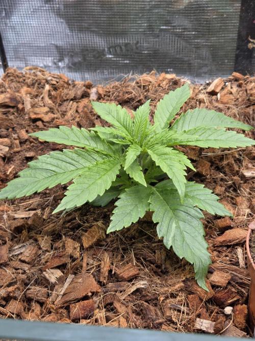 King's Juice fem. Week 3