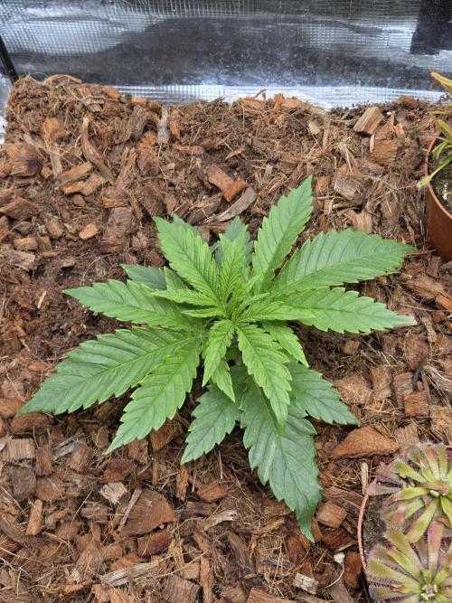 King's Juice fem. Week 3