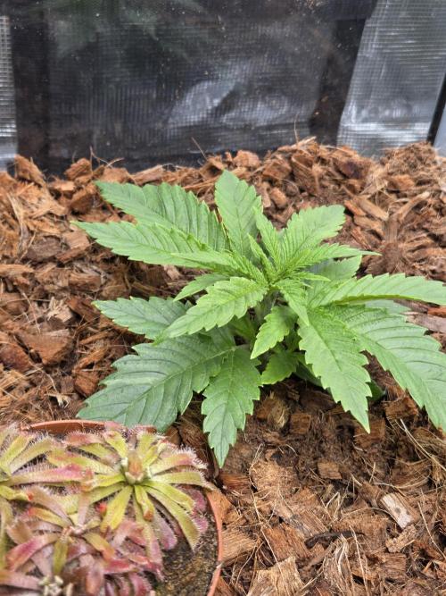 King's Juice fem. Week 3