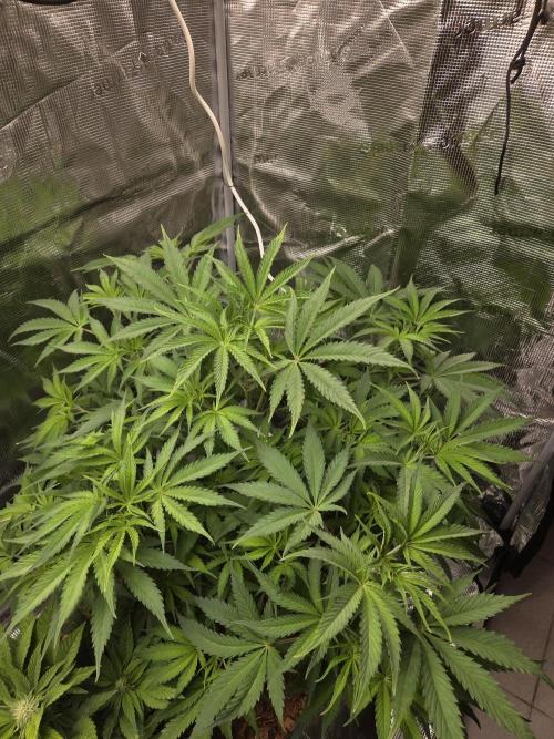Blackberry auto × Hindu kush cros. Week 7