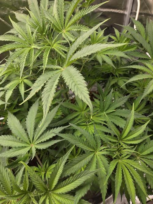 Blackberry auto × Hindu kush cros. Week 7