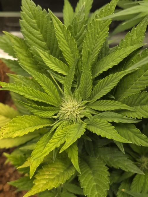 Blackberry auto. Week 5