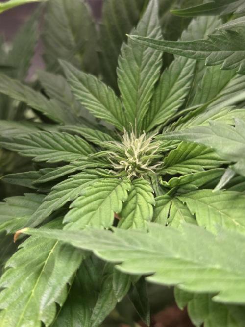 Blackberry auto. Week 5
