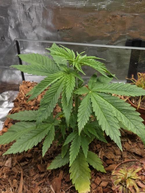 King's Juice fem. Week 4