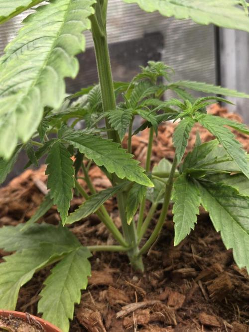 King's Juice fem. Week 4