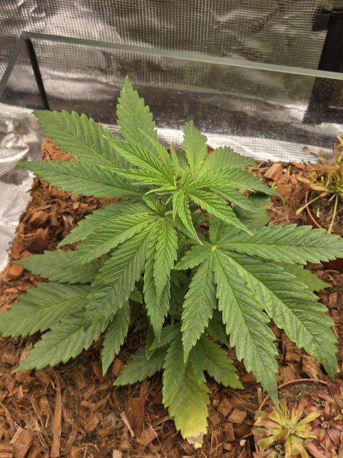 Kings Juice. Week 4