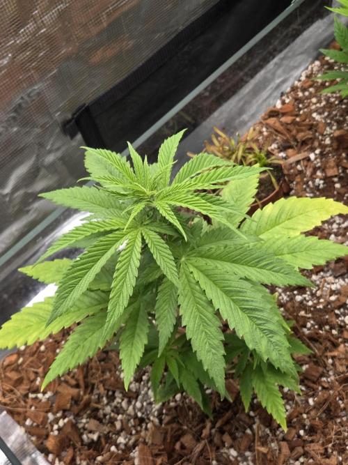 King's Juice fem. Week 5
