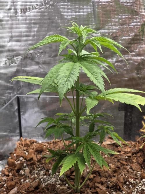 King's Juice fem. Week 5