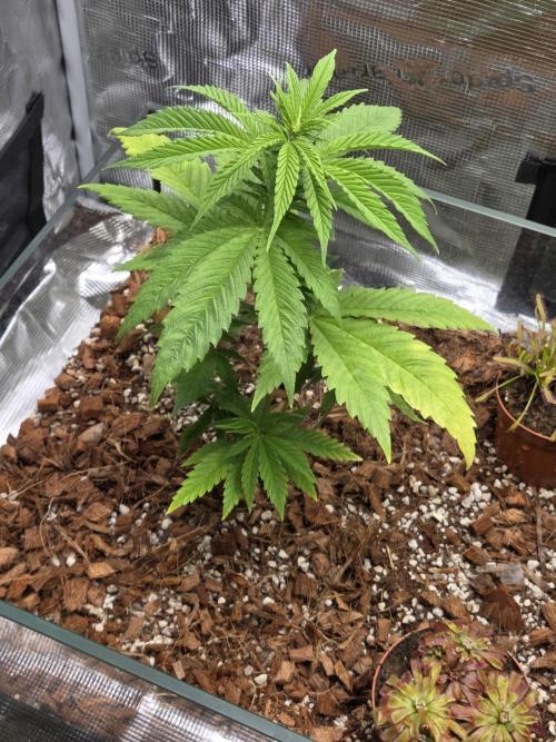 Kings Juice. Week 5
