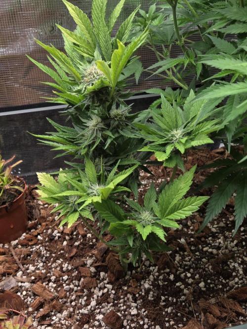 Blackberry auto. Week 6