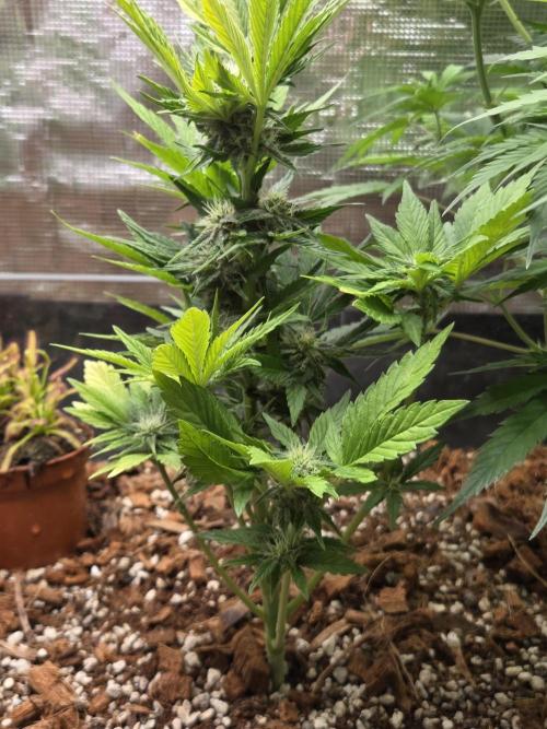 Blackberry auto. Week 6