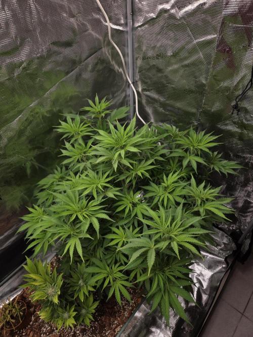 Blackberry auto × Hindu kush cros. Week 8