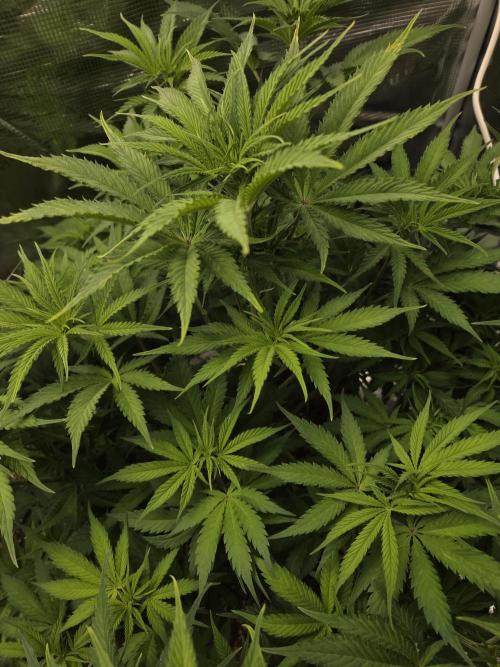 Blackberry auto × Hindu kush cros. Week 8