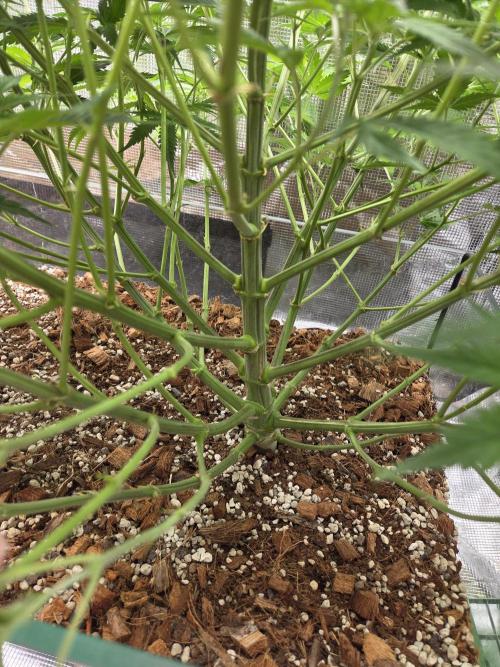 Blackberry auto × Hindu kush cros. Week 8