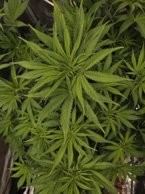 Blackberry auto × Hindu kush cros. Week 8