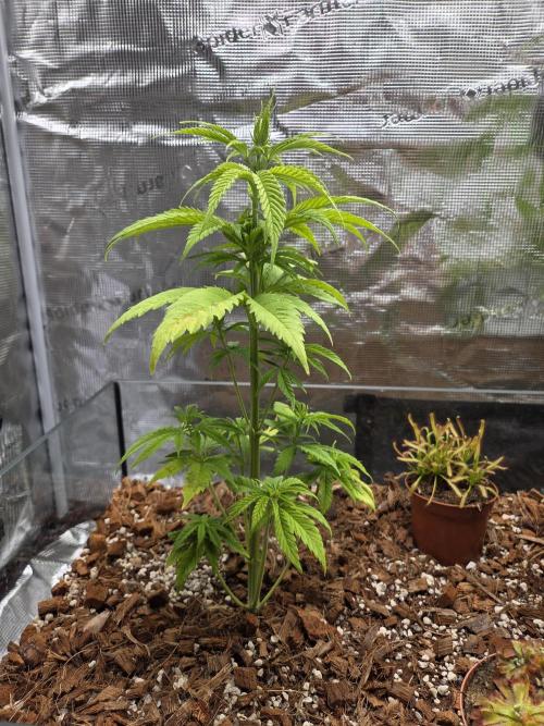 King's Juice fem. Week 6