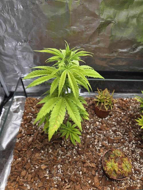 King's Juice fem. Week 6