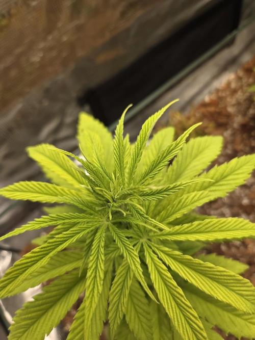 Kings Juice. Week 6