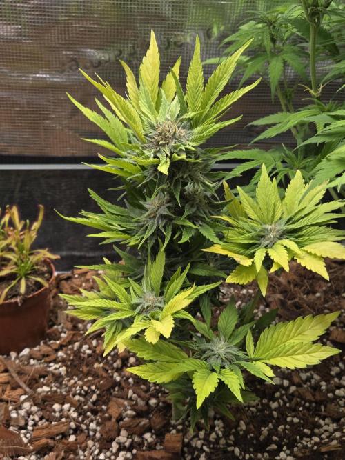 Blackberry auto. Week 7