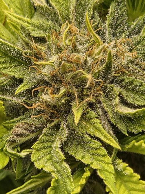 Blackberry auto. Week 7