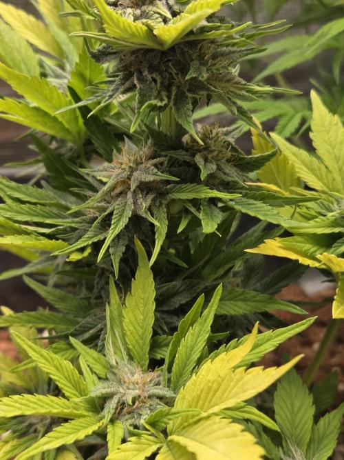 Blackberry auto. Week 7