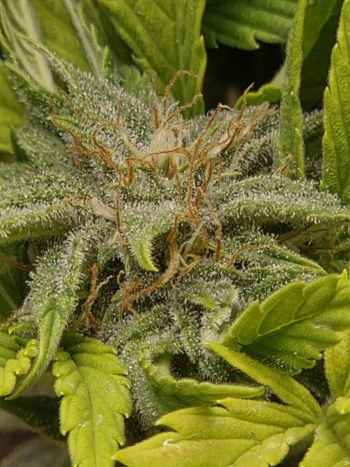 Blackberry auto. Week 7