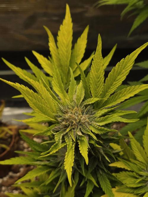 Blackberry auto. Week 7