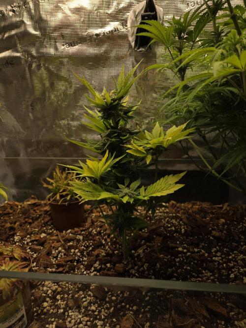 Blackberry auto. Week 7