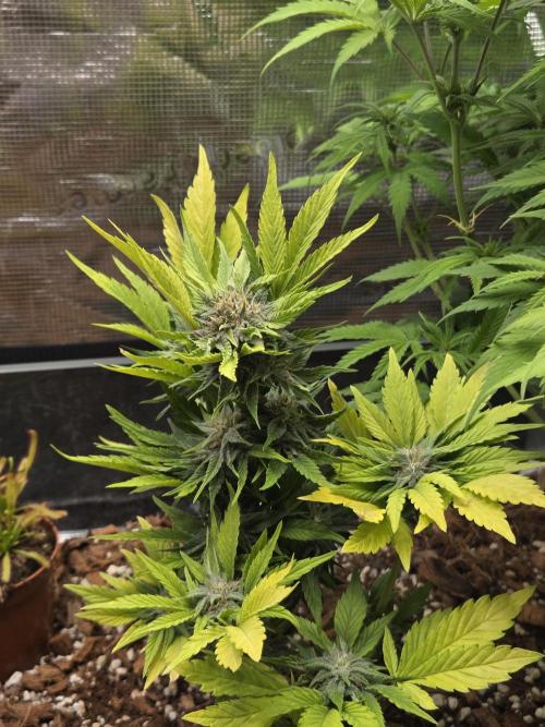 Blackberry auto. Week 7