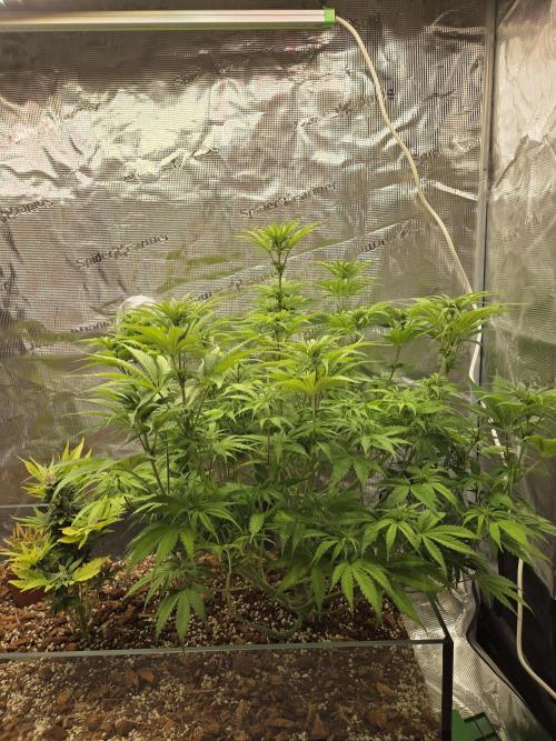 Blackberry auto × Hindu kush cros. Week 9