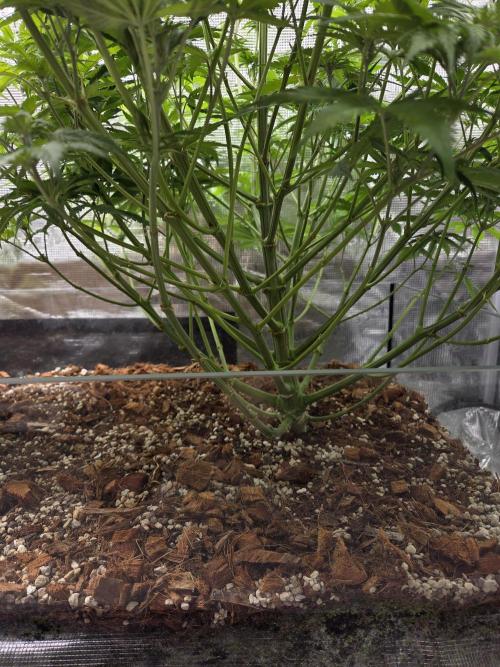 Blackberry auto × Hindu kush cros. Week 9