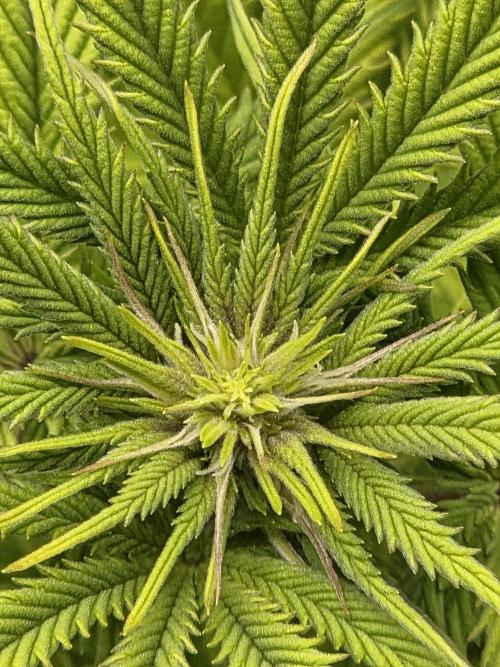 Blackberry auto × Hindu kush cros. Week 9
