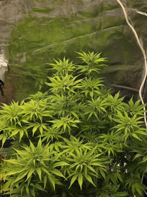 Blackberry auto × Hindu kush cros. Week 9